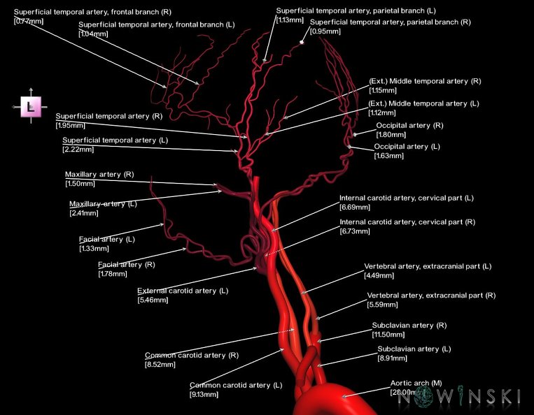 G1.T17.1.V2.C2.L3.Extracranial_arteries_main_branches.tiff