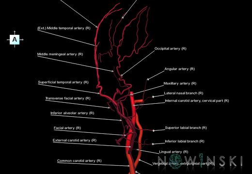 G1T17.4.ExtracranialArteriesRight