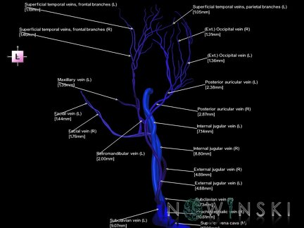 G1.T18.1.V2.C2.L3.Extracranial veins main branches