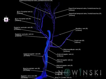 G1.T18.1.V4.C2.L3.Extracranial veins main branches
