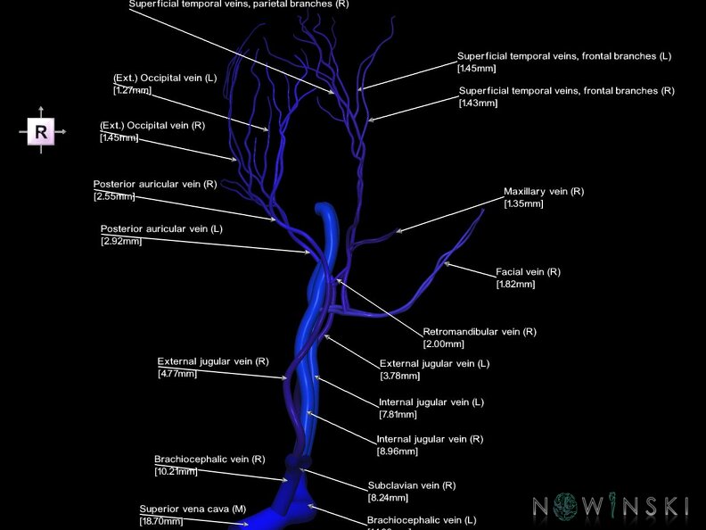 G1.T18.1.V4.C2.L3.Extracranial veins main branches