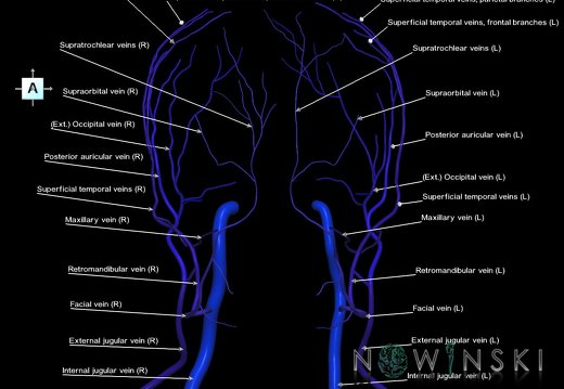 G1T18.ExtracranialVeins