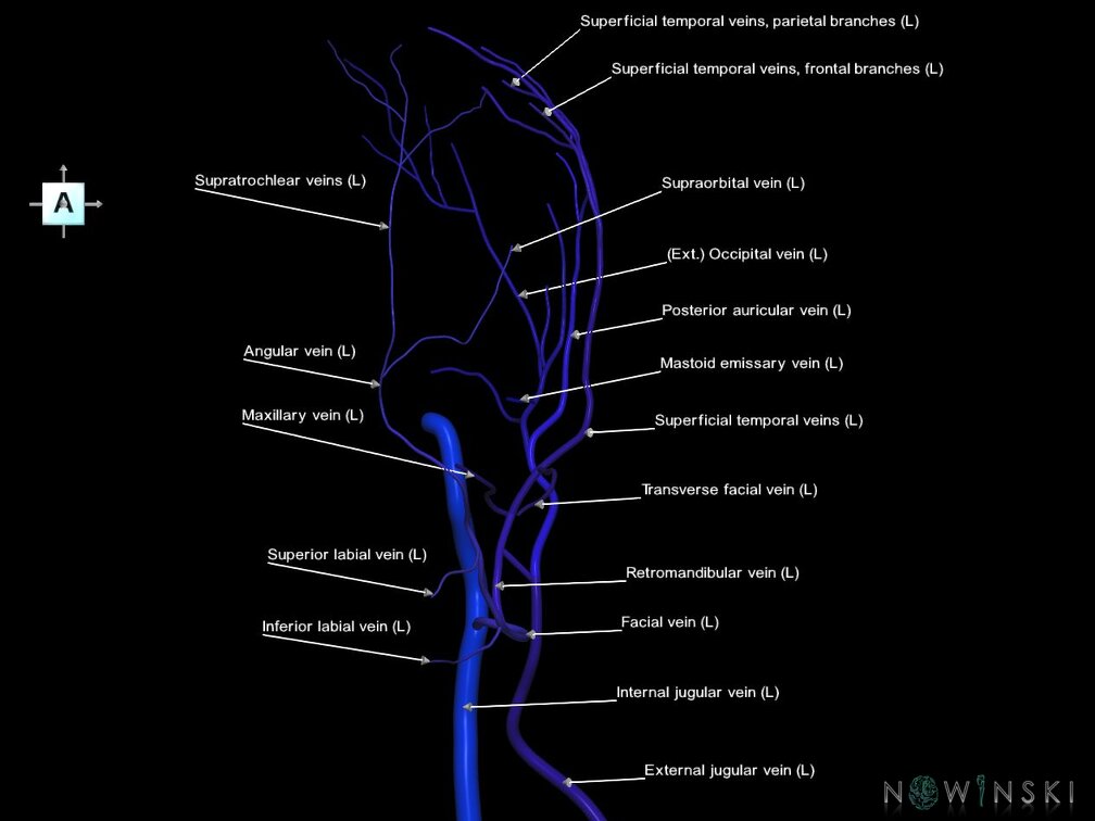 G1.T18.3.V1.C2.L1.Extracranial veins left