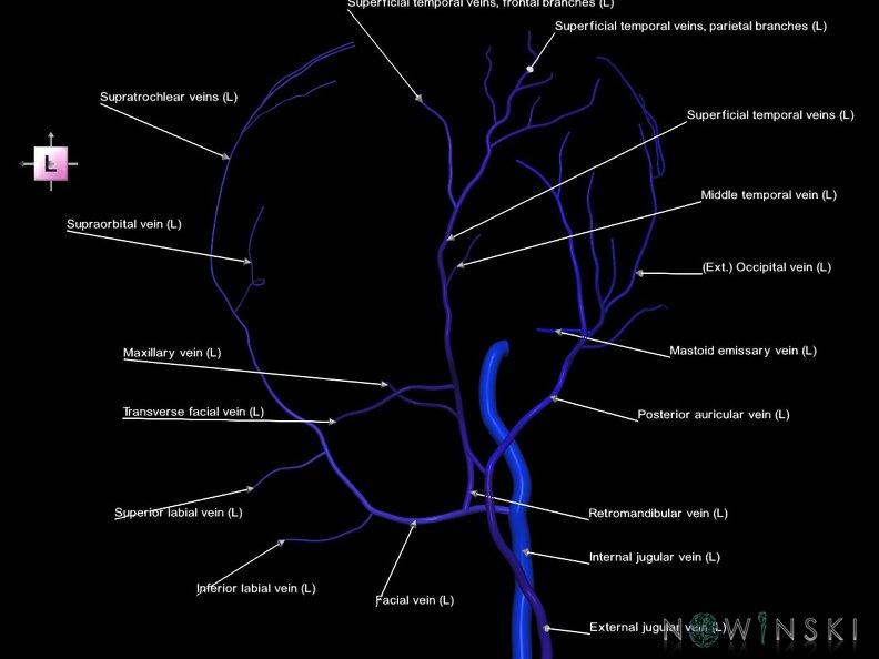 G1.T18.3.V2.C2.L1.Extracranial veins left