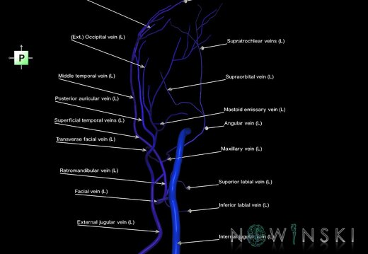 G1.T18.3.V3.C2.L1.Extracranial veins left
