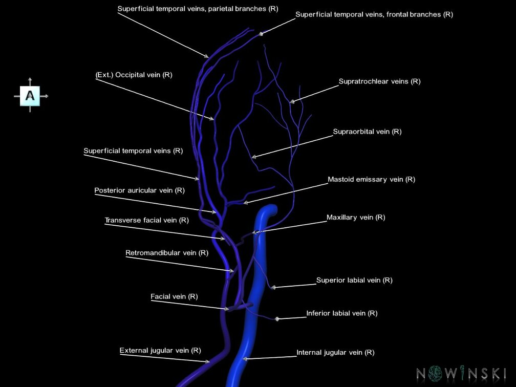 G1.T18.4.V1.C2.L1.Extracranial veins right