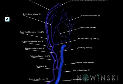 G1.T18.4.V1.C2.L1.Extracranial veins right