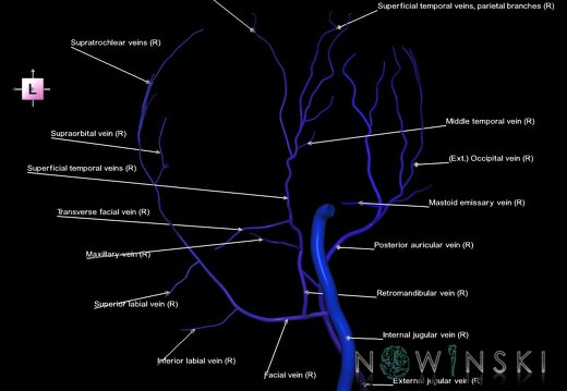 G1.T18.4.V2.C2.L1.Extracranial veins right