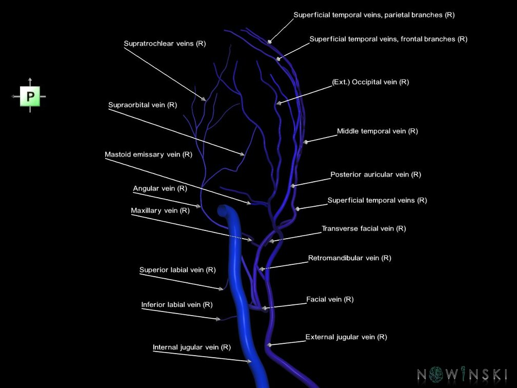 G1.T18.4.V3.C2.L1.Extracranial veins right