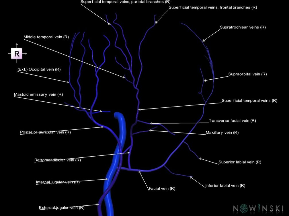 G1.T18.4.V4.C2.L1.Extracranial veins right