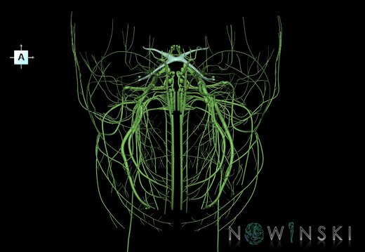 G1.T19.1.V1.C1.L0.Cranial nerves all