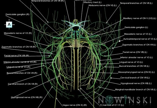 G1.T19.1.V1.C2.L1.Cranial nerves all