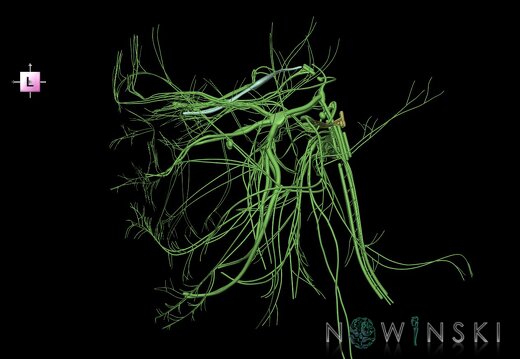 G1.T19.1.V2.C1.L0.Cranial nerves all