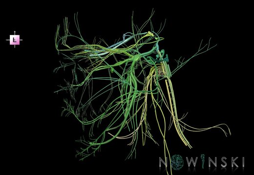 G1.T19.1.V2.C2.L0.Cranial nerves all