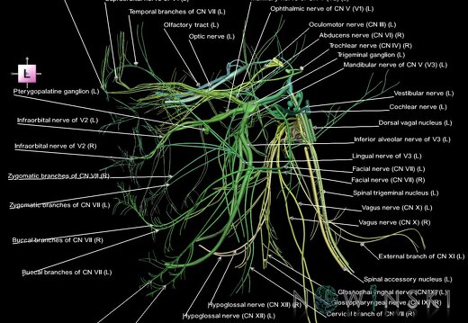 G1.T19.1.V2.C2.L1.Cranial nerves all