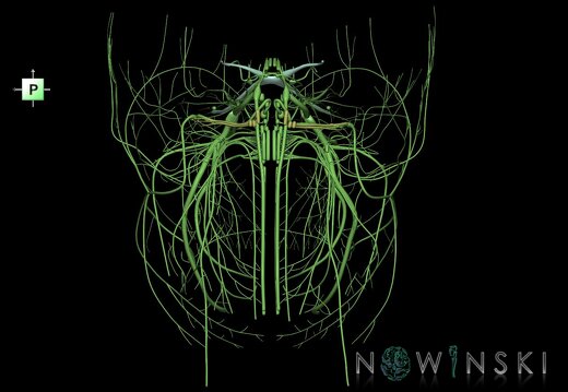 G1.T19.1.V3.C1.L0.Cranial nerves all