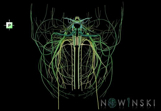 G1.T19.1.V3.C2.L0.Cranial nerves all