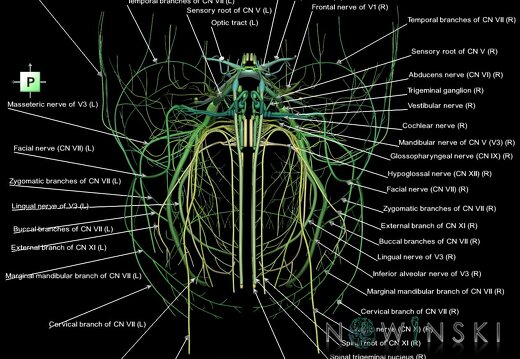 G1.T19.1.V3.C2.L1.Cranial nerves all