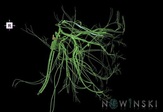 G1.T19.1.V4.C1.L0.Cranial nerves all