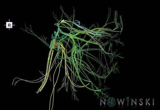 G1.T19.1.V4.C2.L0.Cranial nerves all