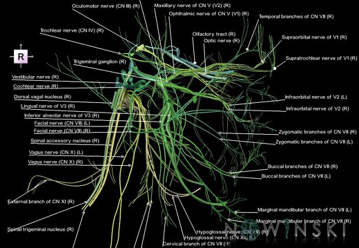 G1.T19.1.V4.C2.L1.Cranial nerves all