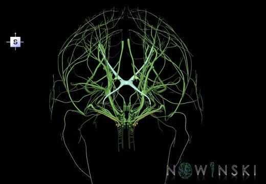 G1.T19.1.V5.C1.L0.Cranial nerves all