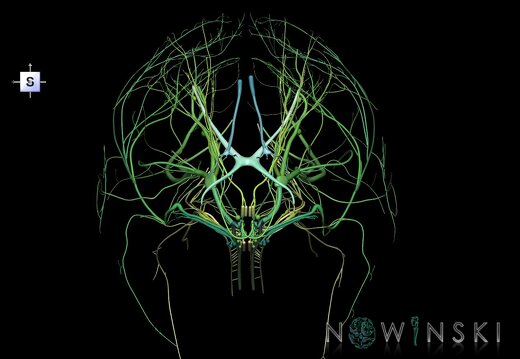 G1.T19.1.V5.C2.L0.Cranial nerves all