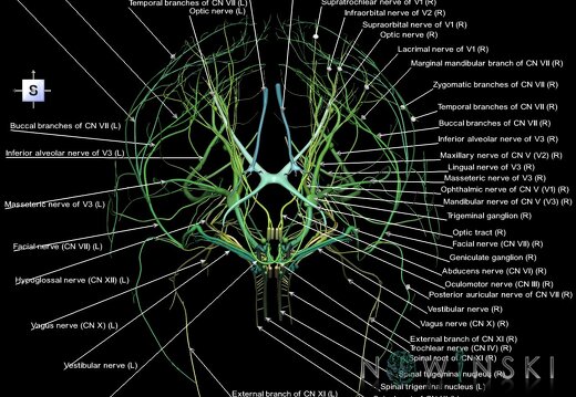 G1.T19.1.V5.C2.L1.Cranial nerves all