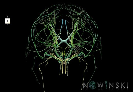 G1.T19.1.V6.C2.L0.Cranial nerves all