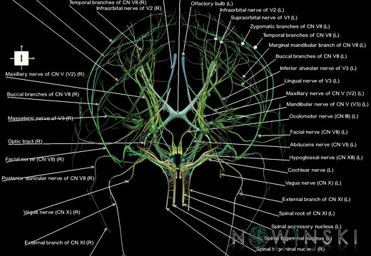 G1.T19.1.V6.C2.L1.Cranial nerves all