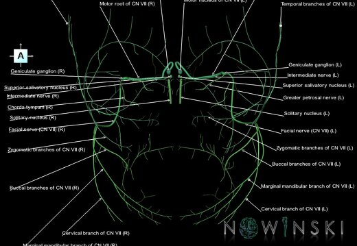 G1.T19.10.V1.C2.L1.Facial nerve