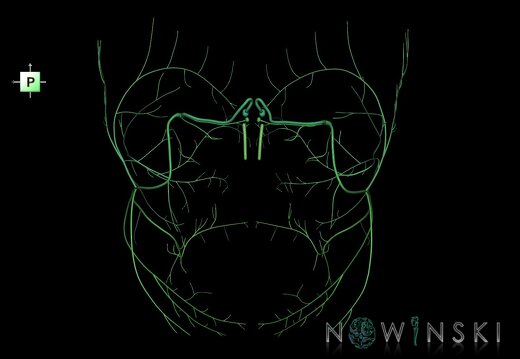 G1.T19.10.V3.C2.L0.Facial nerve