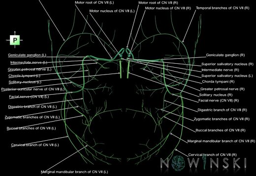 G1.T19.10.V3.C2.L1.Facial nerve