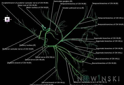 G1.T19.10.V4.C2.L1.Facial nerve