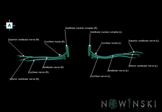G1.T19.11.V1.C2.L1.Vestibulocochlear nerve