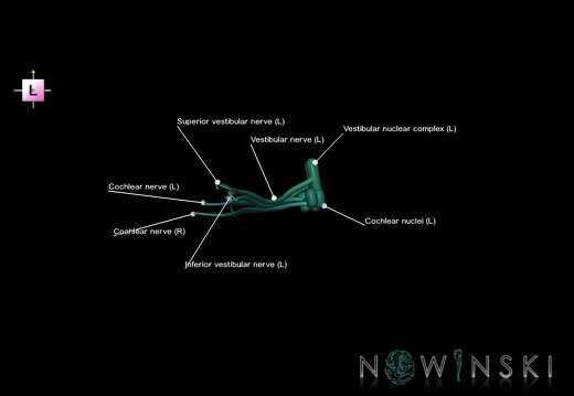 G1.T19.11.V2.C2.L1.Vestibulocochlear nerve
