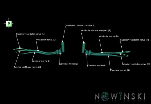 G1.T19.11.V3.C2.L1.Vestibulocochlear nerve