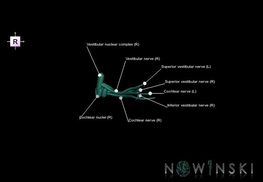 G1.T19.11.V4.C2.L1.Vestibulocochlear nerve