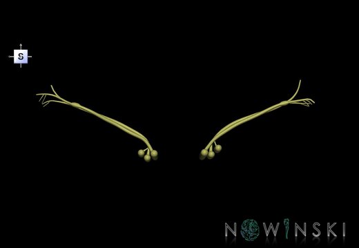 G1.T19.11.V5.C1.L0.Vestibulocochlear nerve