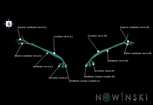 G1.T19.11.V5.C2.L1.Vestibulocochlear nerve