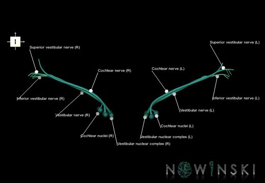 G1.T19.11.V6.C2.L1.Vestibulocochlear nerve