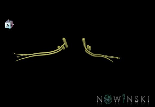 G1.T19.11.V7.C1.L0.Vestibulocochlear nerve