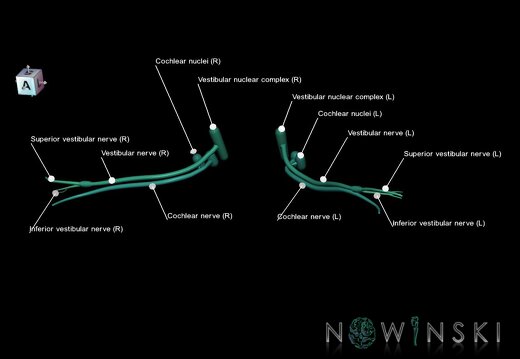 G1.T19.11.V7.C2.L1.Vestibulocochlear nerve