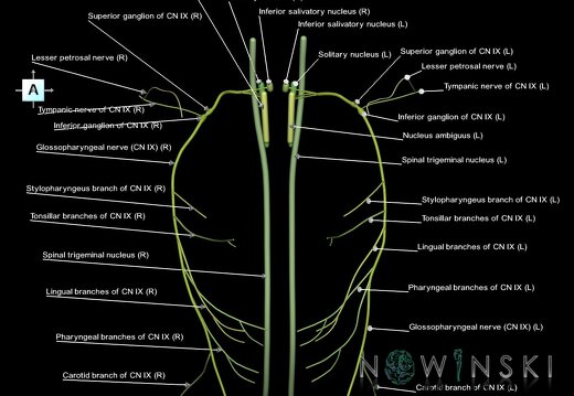 G1.T19.12.V1.C2.L1.Glossopharyngeal nerve