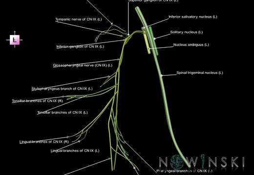 G1.T19.12.V2.C2.L1.Glossopharyngeal nerve