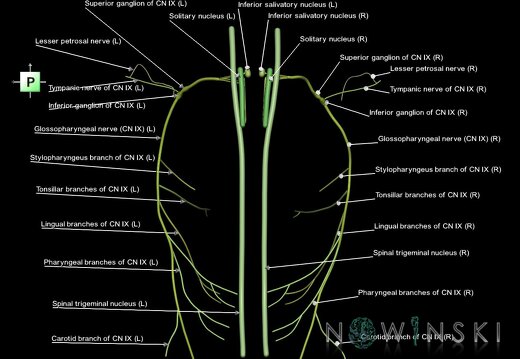 G1.T19.12.V3.C2.L1.Glossopharyngeal nerve