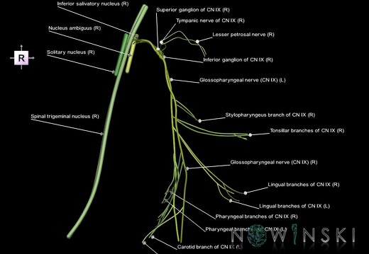 G1.T19.12.V4.C2.L1.Glossopharyngeal nerve