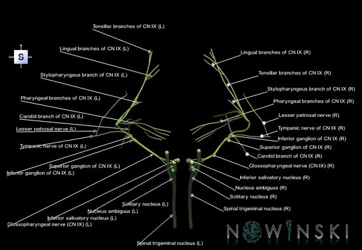 G1.T19.12.V5.C2.L1.Glossopharyngeal nerve