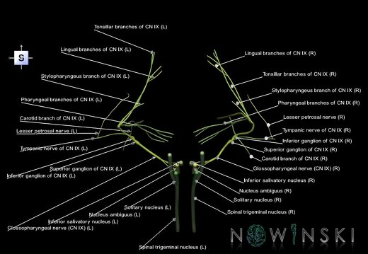 G1.T19.12.V5.C2.L1.Glossopharyngeal nerve