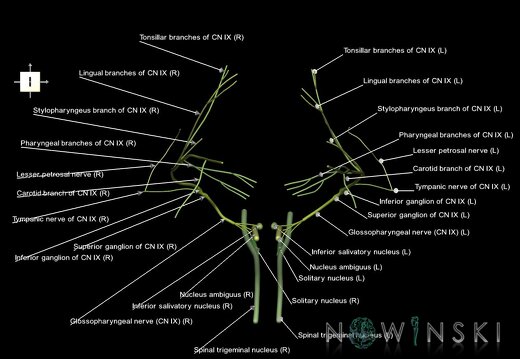 G1.T19.12.V6.C2.L1.Glossopharyngeal nerve